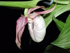 Bild von Cypripedium macranthum var. 1 2